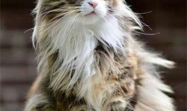 Kedi ve Köpek Tıraş Hizmeti
