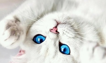 Dişi Kedi Kısırlaştırma Sonrası Bakım